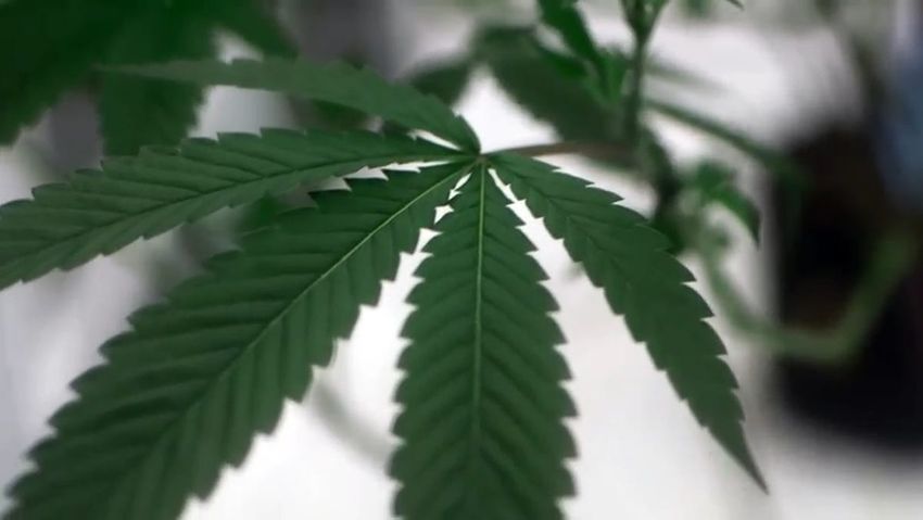  ‘The rug is being pulled out’: Why potential legal weed stores are mad at Red Bank