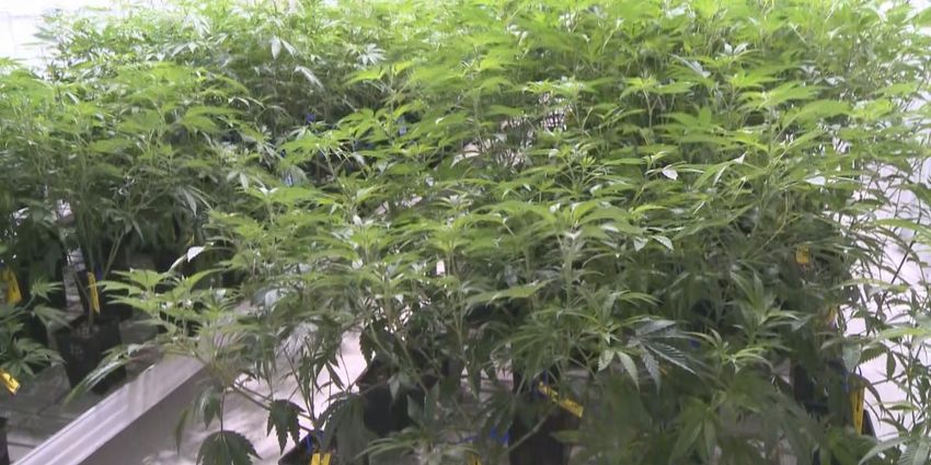  City of Houghton, Houghton County among recipients of state-wide Marijuana Regulation Fund payments