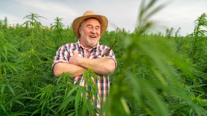 Buying ASX cannabis stocks? Here’s what the Victorian government is considering right now
