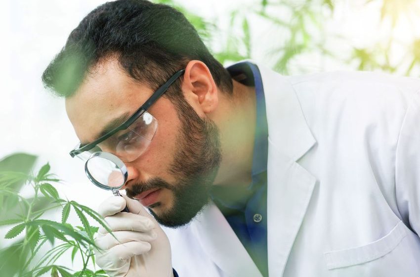 This Will Be a Big Test for the Cannabis Industry