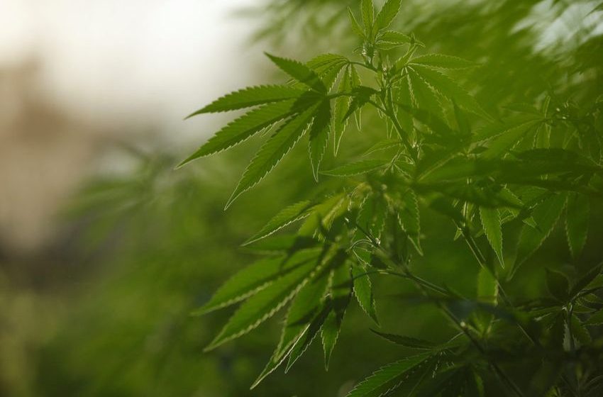  Oklahomans to vote on legalizing marijuana