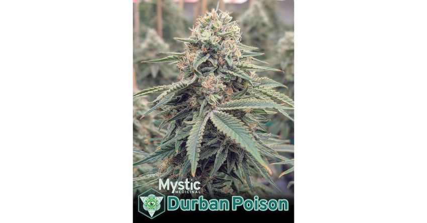  Mystic Medicinal Establishes Classic Strain Durban Poison as Best in Oklahoma’s Medical Marijuana Marketplace