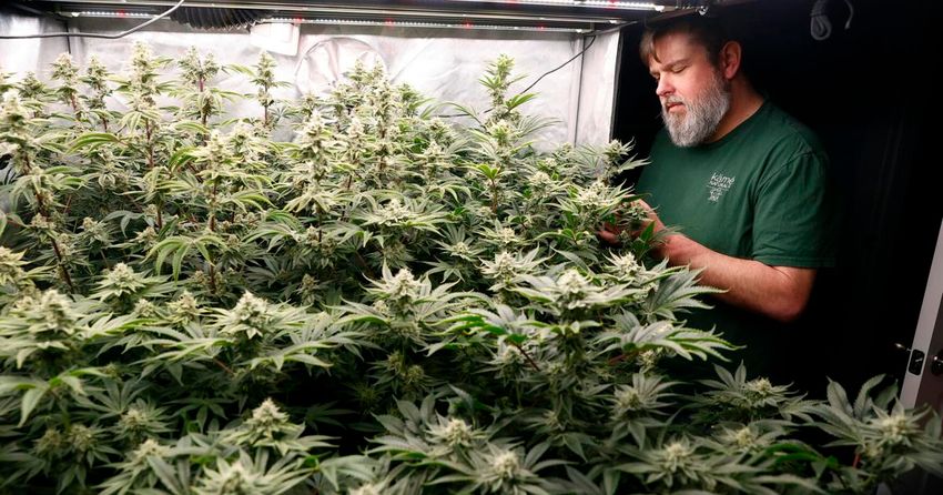 Hemp bills divide medical associations, industry members