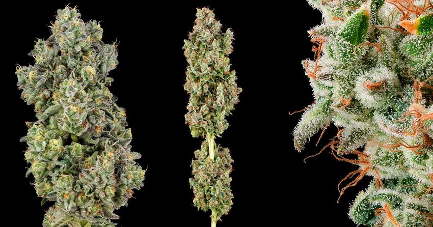  Meet the Photographer Carving out a Niche in Cannabis