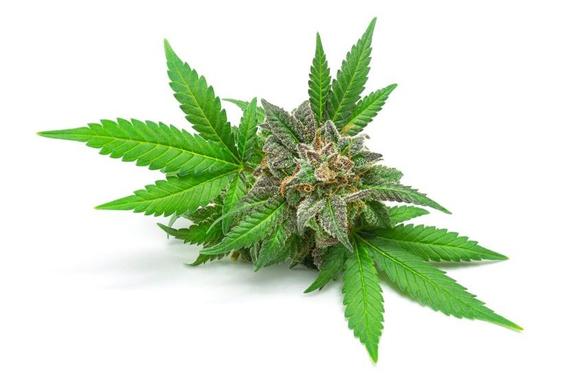  Oklahoma Voters Reject Legalization of Recreational Marijuana