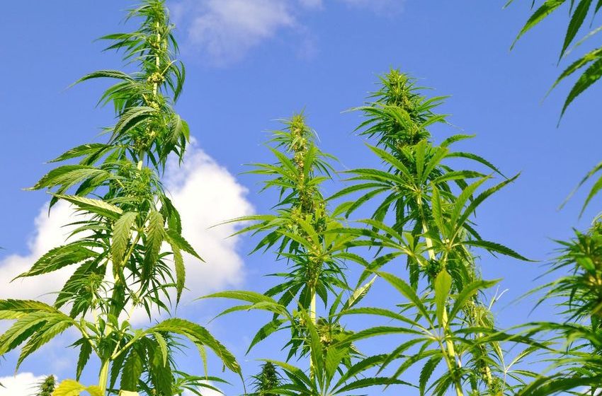  Don’t Lose Hope For The U.S. Hemp Industry
