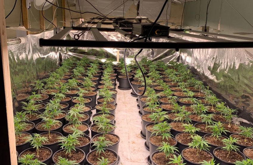 Two men arrested following discovery of suspected cannabis grow house in Mayo