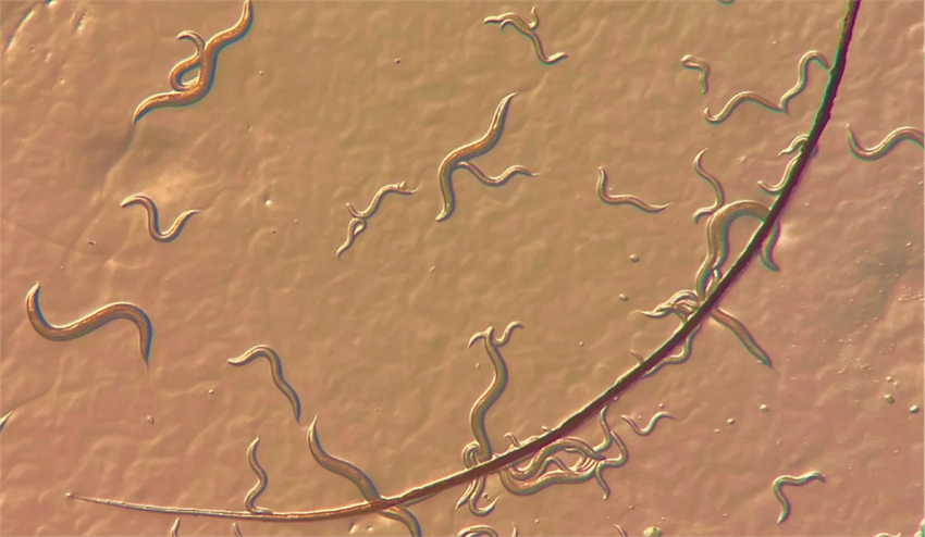 Worms high on weed get munchies too, report scientists