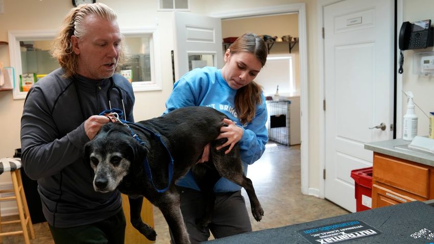 More NJ dogs are getting sick from pot, prescription meds and other household items