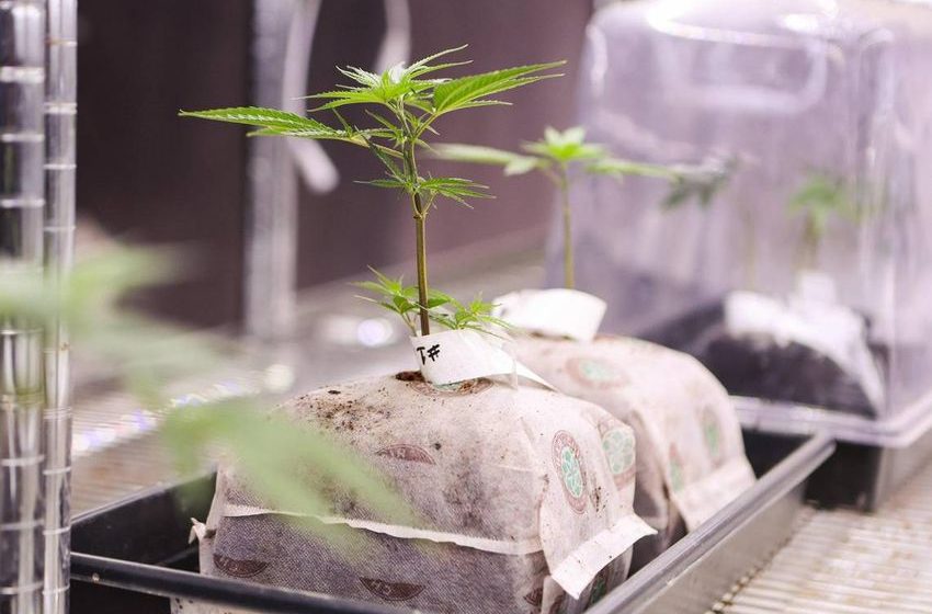 ‘Qualla Bear’ weed strain by Cherokees makes NC medical marijuana history