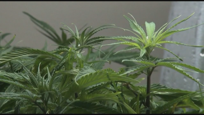  Wisconsin medical marijuana legalization, Republicans working on law