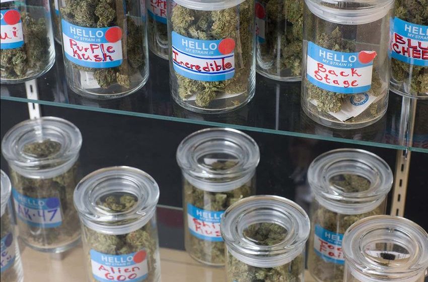 Legal marijuana in the US may be less potent than packaging claims
