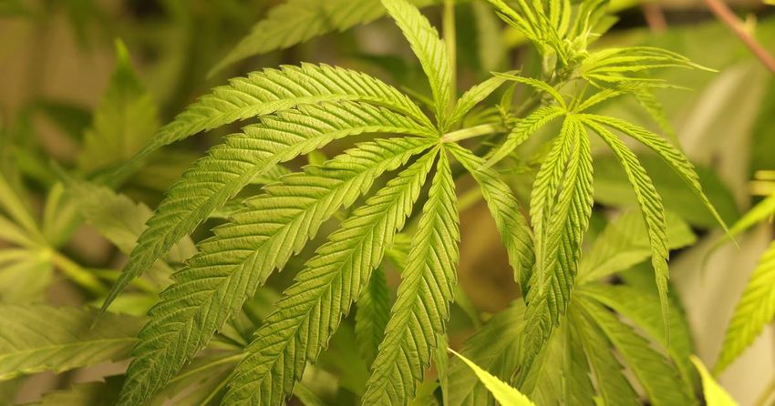  Germany presents watered-down cannabis law reform