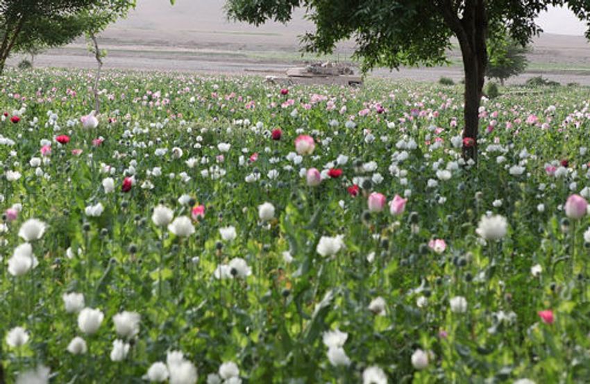  Locals directed to destroy poppy cultivation or face legal action in Valley