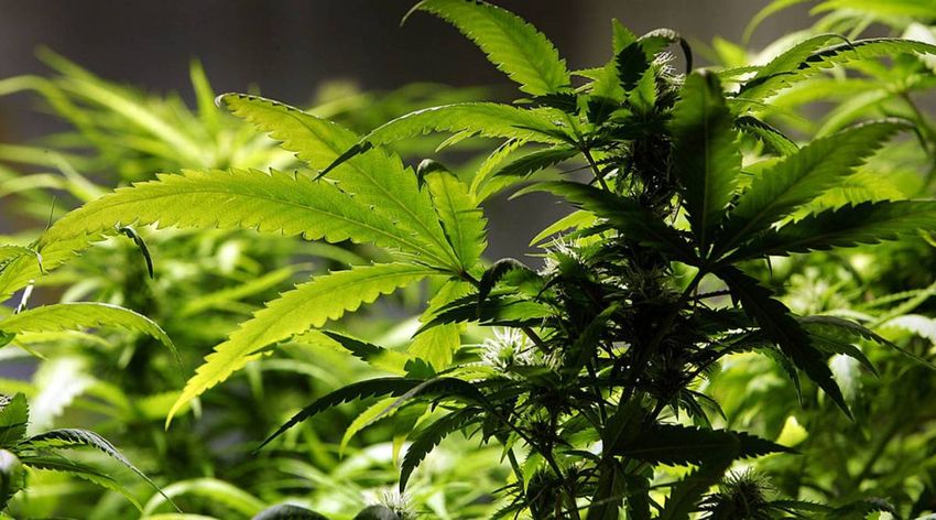 For cannabis industry, insurance is still a sticking point
