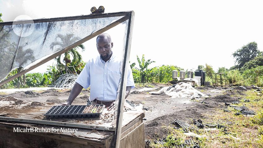 Cultivating cannabis in the shadow of a volcano