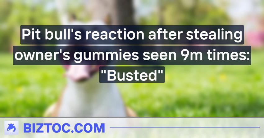  Pit bull’s reaction after stealing owner’s gummies seen 9m times: “Busted”