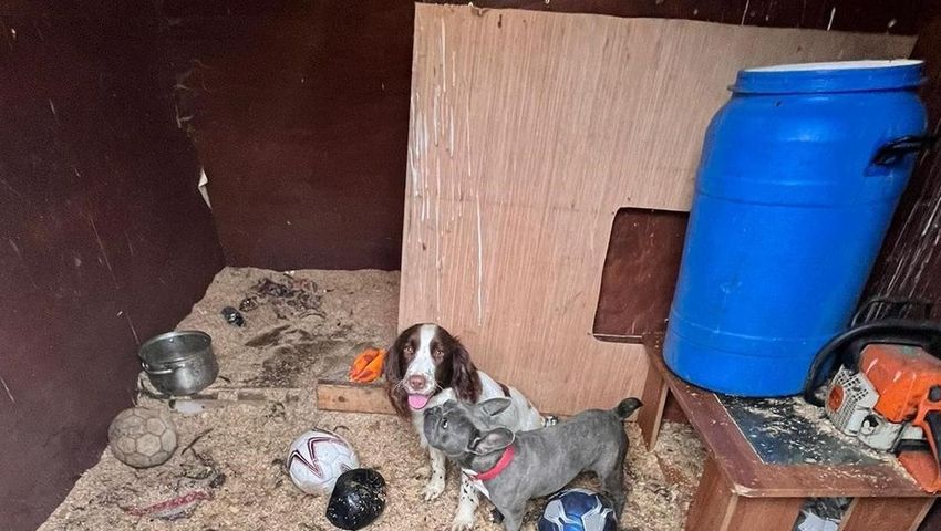 Gardaí seize cannabis, cars and 16 puppies as three men arrested during Dublin raid