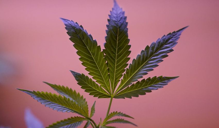 Delaware governor says he won’t block marijuana legalization
