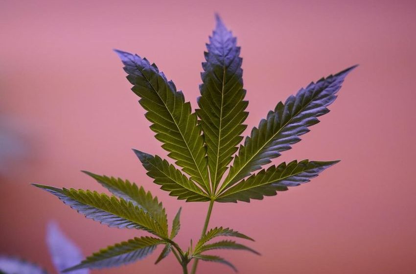  22nd State Legalizes Recreational Marijuana