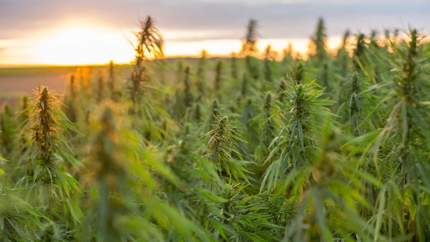  Battle over delta-8 is heating up nationally. Here’s what to know about the ‘diet weed.’