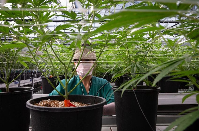Arizona voters made a huge mistake when we legalized recreational marijuana