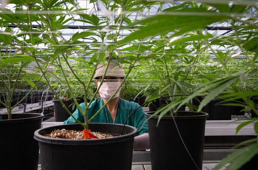  Arizona voters made a huge mistake when we legalized recreational marijuana