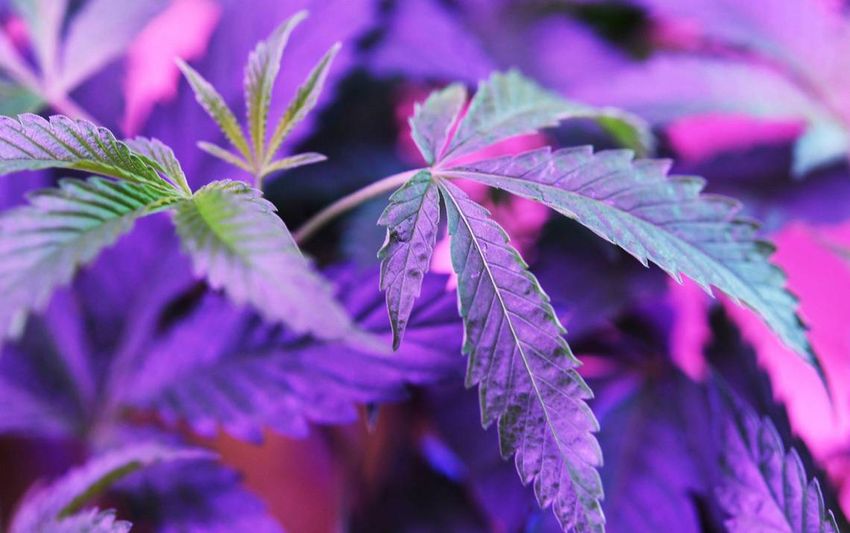 Marijuana strain types. Experts weigh in on the differences between indica and sativa