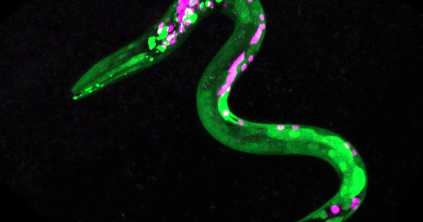 Cannabis-affected worms exhibit food preferences similar to high humans
