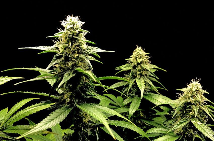 Gardai seize €660k worth of cannabis in search operation in Enniscorthy, Co Wexford