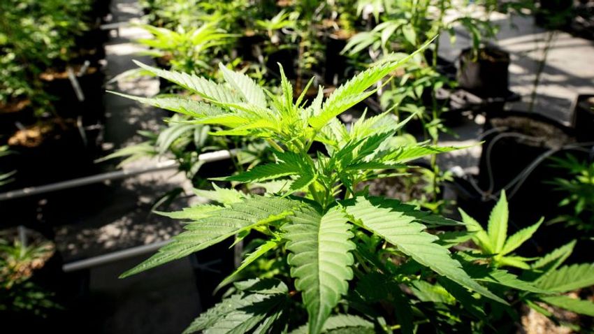  Minnesota becomes 23rd state to legalize recreational marijuana