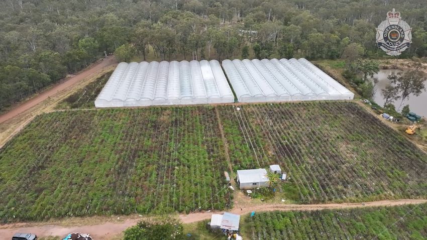 Drone vision captures $23 million cannabis crop seized north-west of Brisbane