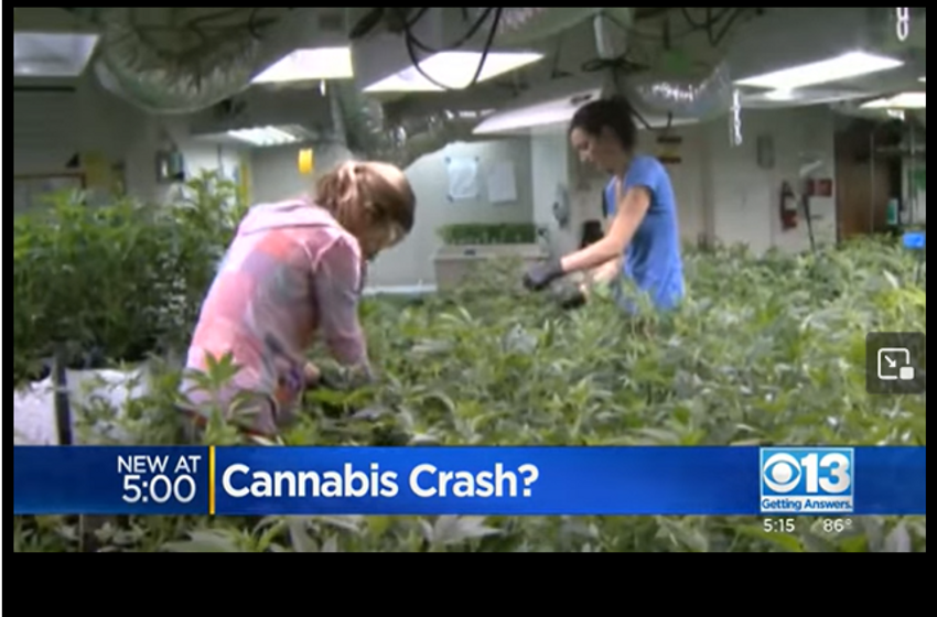 Over 90% of California’s Pot Farms Infected with Crop-Damaging Pathogen