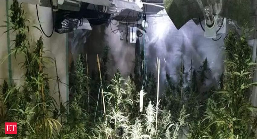  Man arrested by UK police after around 250 cannabis plants seized in Lancashire’s Leyland