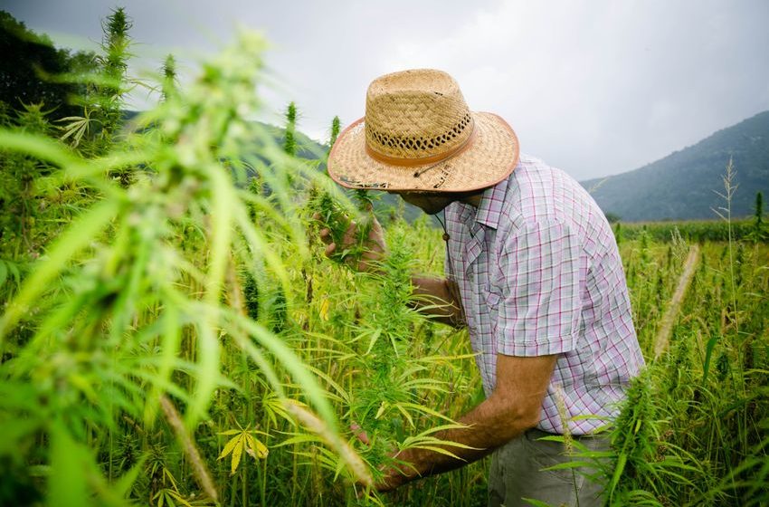 Why Shares of Bright Green Jumped Monday