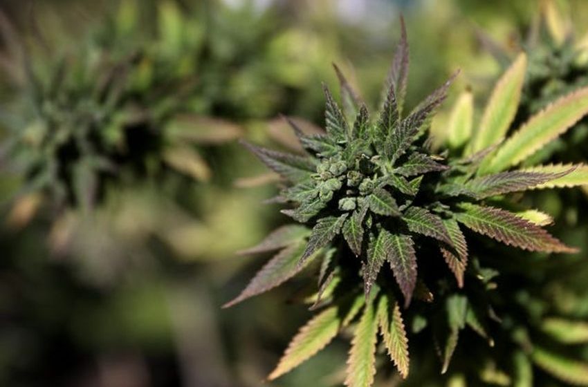 A rapper known as BigRigBaby was accused of running a $60 million weed scam
