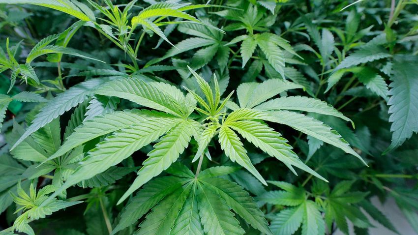  New Hampshire Senate to vote on bill to legalize recreational marijuana