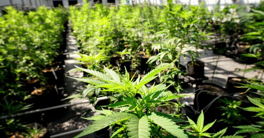  Minnesota Governor Signs Bill To Legalize Recreational Marijuana