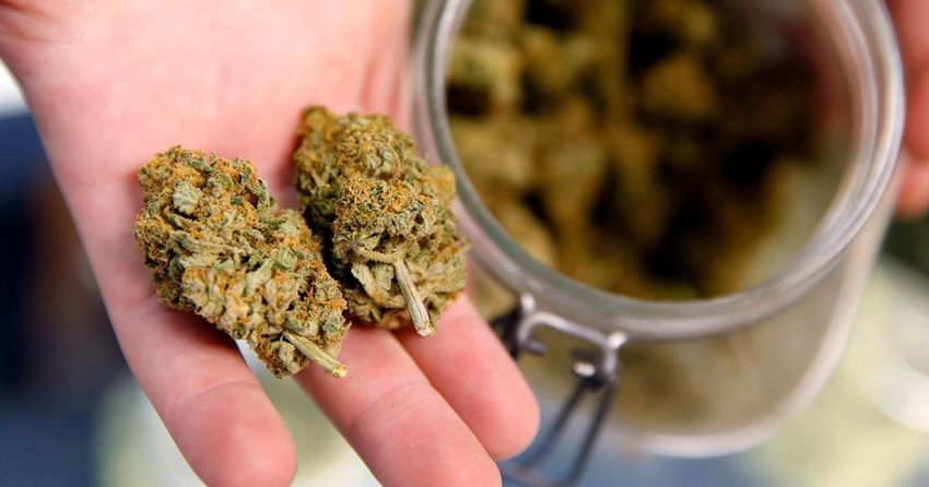 Marijuana harms development in first trimester of pregnancy, study finds