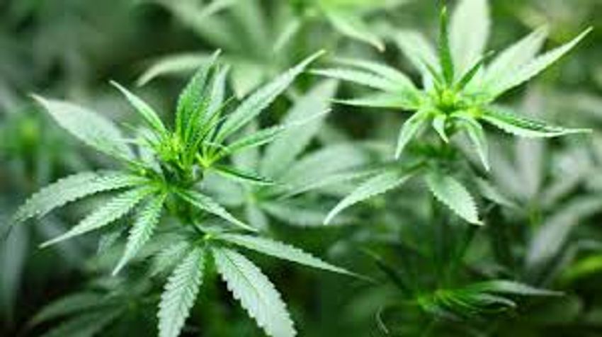  Govt to carry out feasibility study for cannabis farming