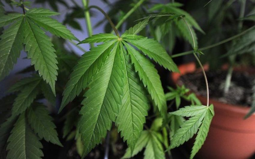 Square Mile veteran set to chair medical cannabis company