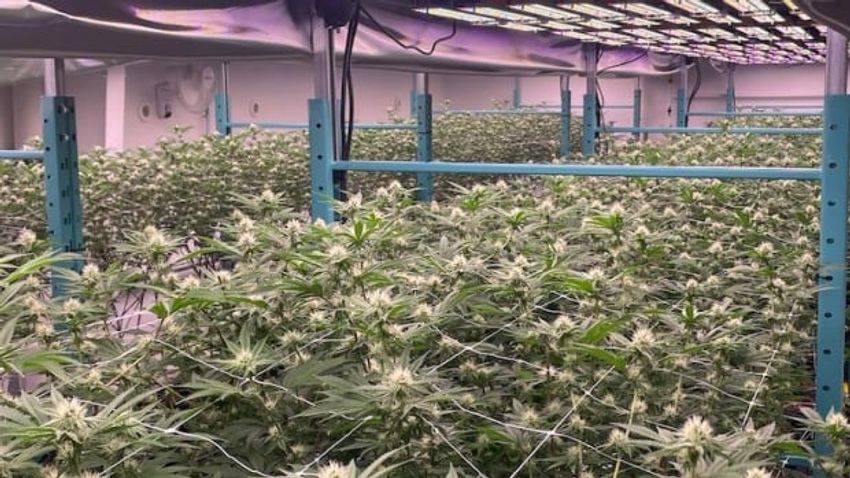 Cannabis expo in Edmonton highlights evolving industry