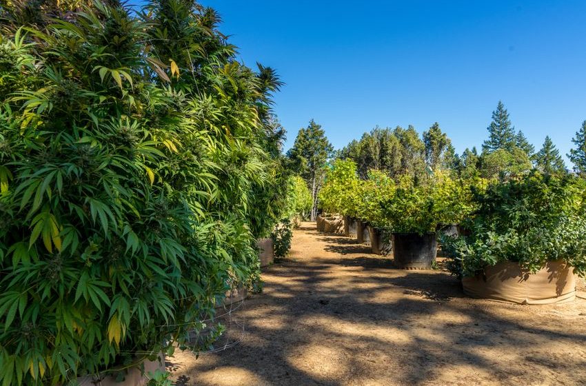 California’s Artisanal Cannabis Farms Were Supposed to Help Build The Legal Market. Then the Bottom Dropped Out
