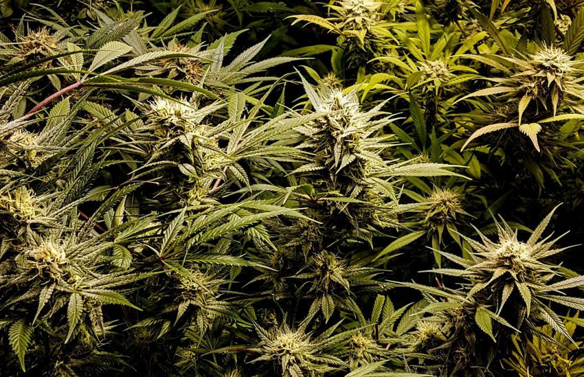 This California Bill Would Mandate Punishment of Marijuana Debtors Without a Hearing