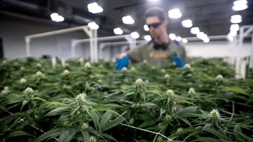  Minnesota is expected to legalize marijuana usage. What does that mean for Wisconsin?