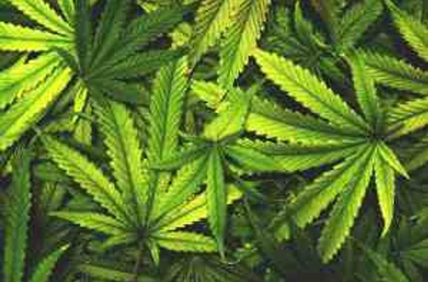  Feasibility study for cannabis farming