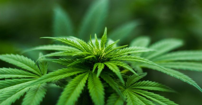  Stunning Research Suggests Mechanism for Cannabis ‘Chill’