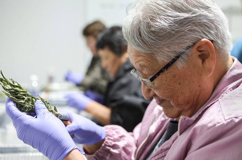 With $64 million voted down, can NC Cherokee marijuana dispensary open?