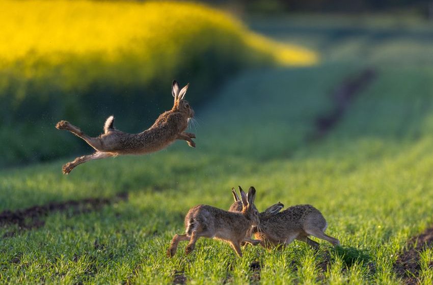  Cork man who said he found 10 kilos of cannabis while hunting rabbits loses appeal