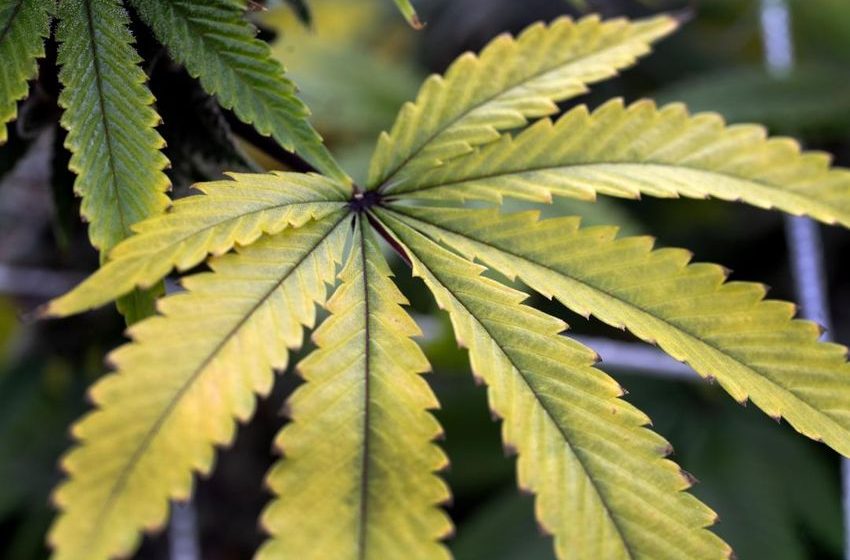  Pot Farms Face Threat From Widely Spreading Pathogen